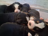 AKC Penelopy, a female Bernese Mountain Dog for sale in Stanley, WI – 4 of 6
