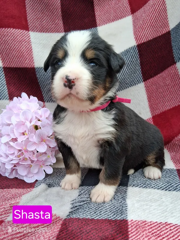 AKC Shasta – Bernese Mountain Dog puppy for sale in Stanley, WI