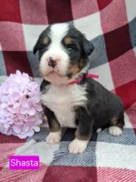 AKC Shasta, a female Bernese Mountain Dog for sale in Stanley, WI – 1 of 8
