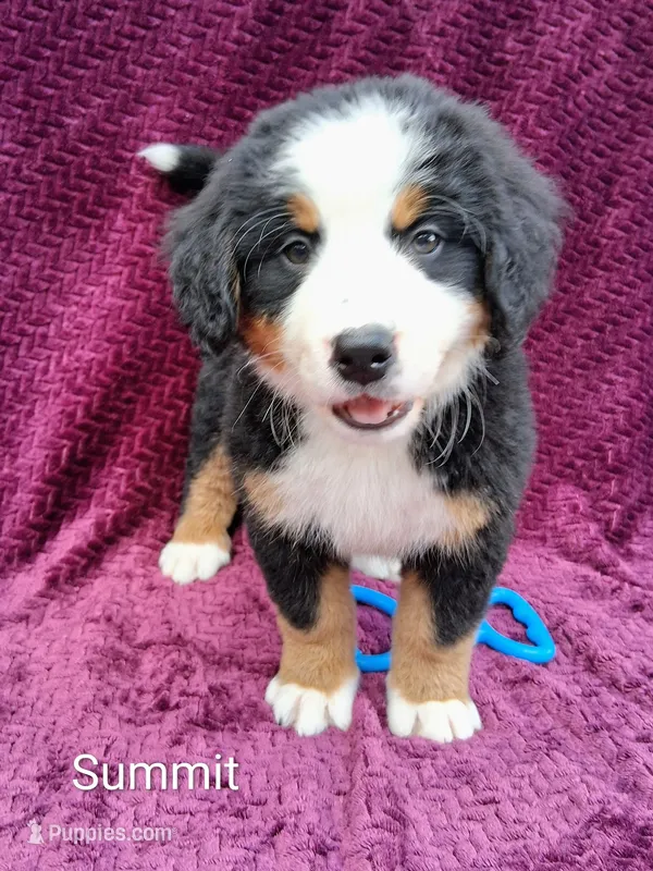 AKC Summit – Bernese Mountain Dog puppy for sale in Stanley, WI
