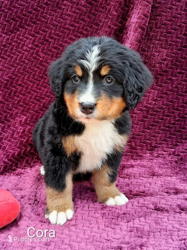 AKC Cora – Bernese Mountain Dog puppy for sale in Stanley, WI