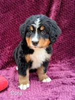 AKC Cora, a female Bernese Mountain Dog for sale in Stanley, WI – 1 of 10