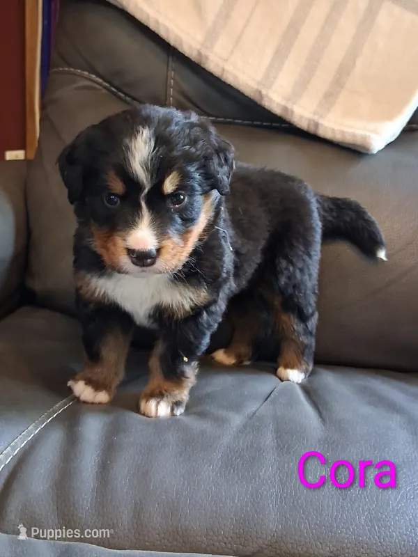 AKC Cora – Bernese Mountain Dog puppy for sale in Stanley, WI