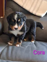 AKC Cora, a female Bernese Mountain Dog for sale in Stanley, WI – 3 of 10