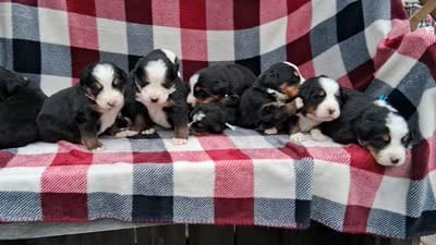 AKC Aspen, a female Bernese Mountain Dog for sale in Stanley, WI – 3 of 8