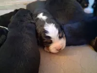 AKC Shasta, a female Bernese Mountain Dog for sale in Stanley, WI – 4 of 8