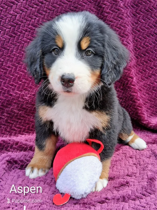 AKC Aspen – Bernese Mountain Dog puppy for sale in Stanley, WI