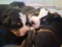AKC Cora, a female Bernese Mountain Dog for sale in Stanley, WI – 7 of 8