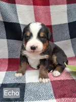 AKC Echo, a female Bernese Mountain Dog for sale in Stanley, WI – 2 of 8