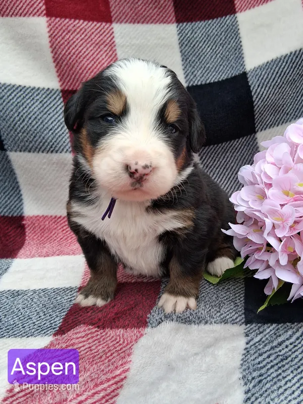 AKC Aspen – Bernese Mountain Dog puppy for sale in Stanley, WI