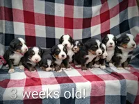 AKC Cora, a female Bernese Mountain Dog for sale in Stanley, WI – 2 of 8