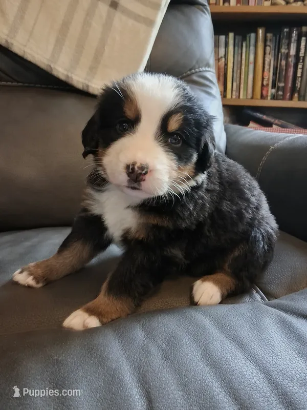 AKC Aspen – Bernese Mountain Dog puppy for sale in Stanley, WI