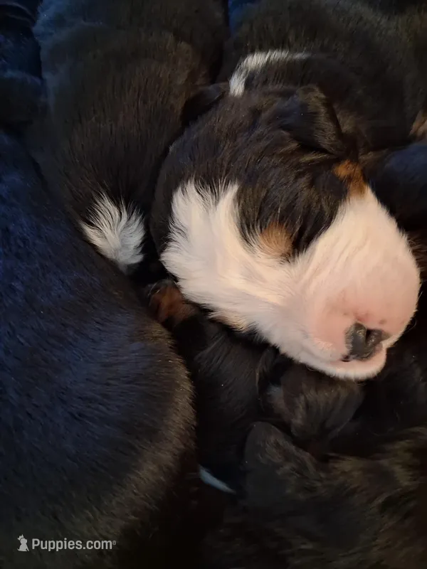 AKC Big Ben – Bernese Mountain Dog puppy for sale in Stanley, WI