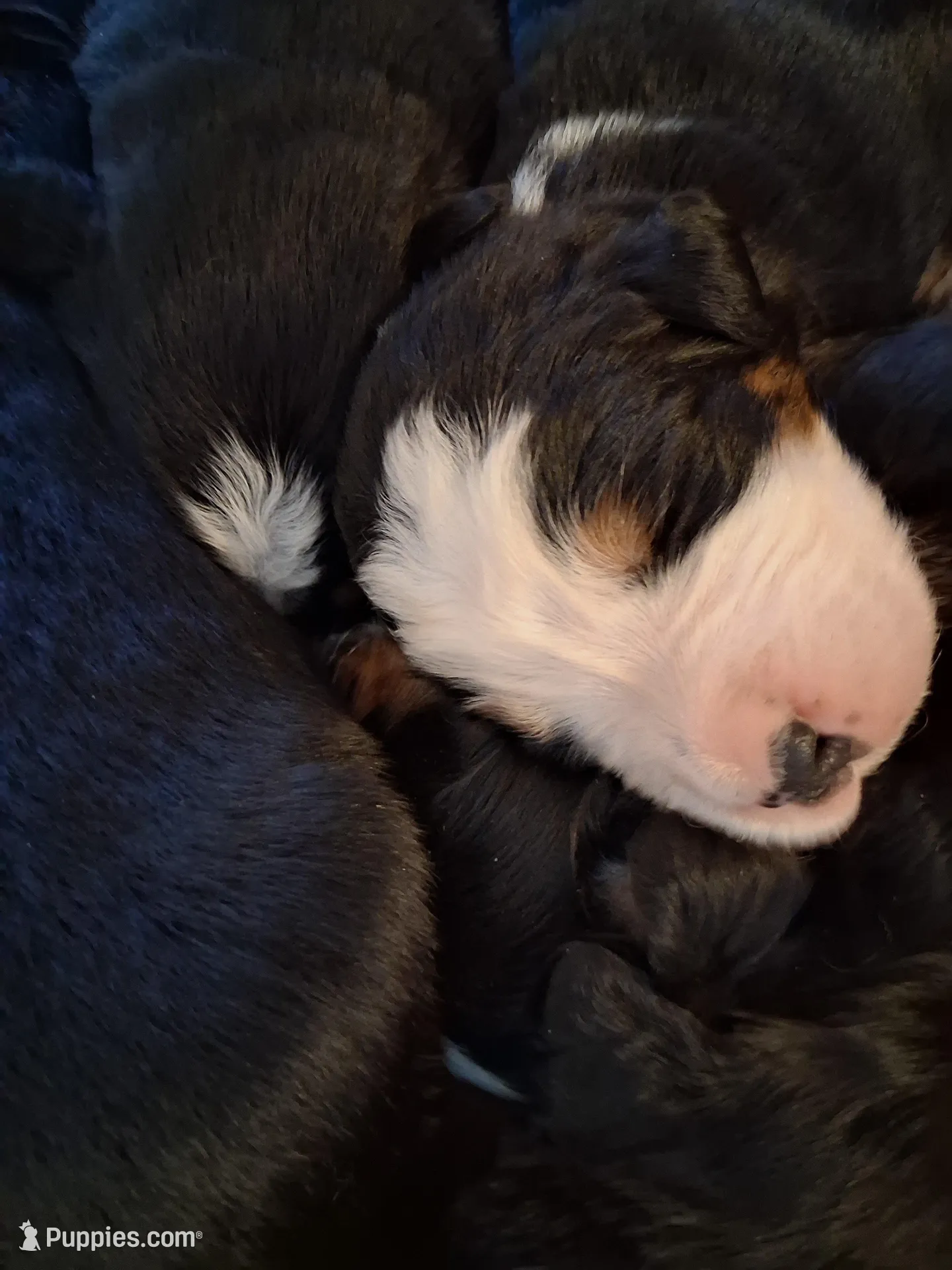AKC Big Ben, a male Bernese Mountain Dog for sale in Stanley, WI – 1 of 6