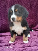 AKC Larch, a female Bernese Mountain Dog for sale in Stanley, WI – 2 of 9