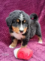 AKC Cora, a female Bernese Mountain Dog for sale in Stanley, WI – 2 of 10