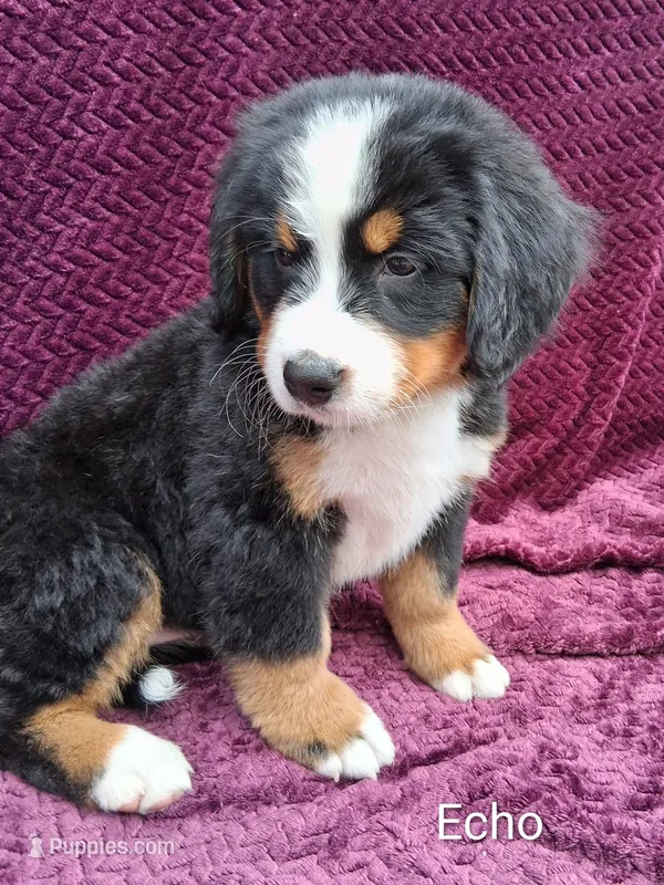 AKC Echo – Bernese Mountain Dog puppy for sale in Stanley, WI