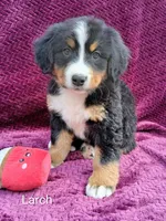 AKC Larch, a female Bernese Mountain Dog for sale in Stanley, WI – 1 of 9