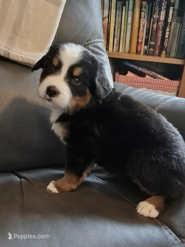 AKC Echo – Bernese Mountain Dog puppy for sale in Stanley, WI