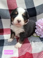 AKC Ember, a female Bernese Mountain Dog for sale in Stanley, WI – 1 of 10