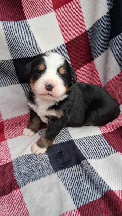 AKC Ember, a female Bernese Mountain Dog for sale in Stanley, WI – 2 of 10