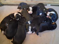 AKC Boulder, a male Bernese Mountain Dog for sale in Stanley, WI – 5 of 7