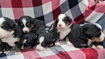 AKC Tundra, a female Bernese Mountain Dog for sale in Stanley, WI – 7 of 7
