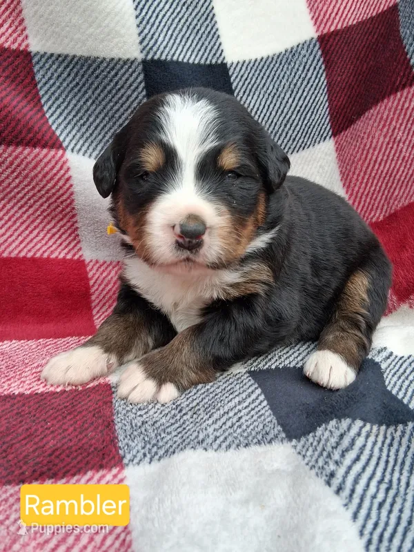 AKC Rambler – Bernese Mountain Dog puppy for sale in Stanley, WI