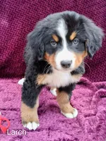 AKC Larch, a female Bernese Mountain Dog for sale in Stanley, WI – 3 of 9