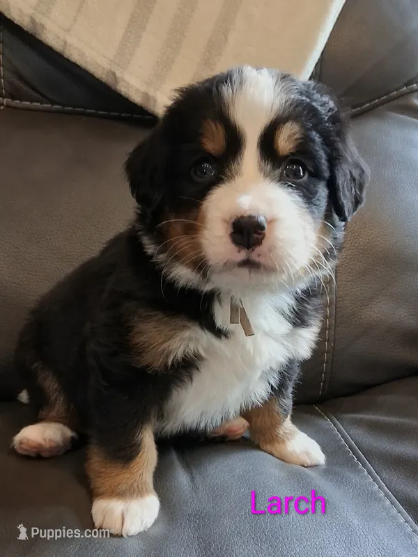 AKC Larch – Bernese Mountain Dog puppy for sale in Stanley, WI