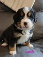 AKC Larch, a female Bernese Mountain Dog for sale in Stanley, WI – 4 of 9