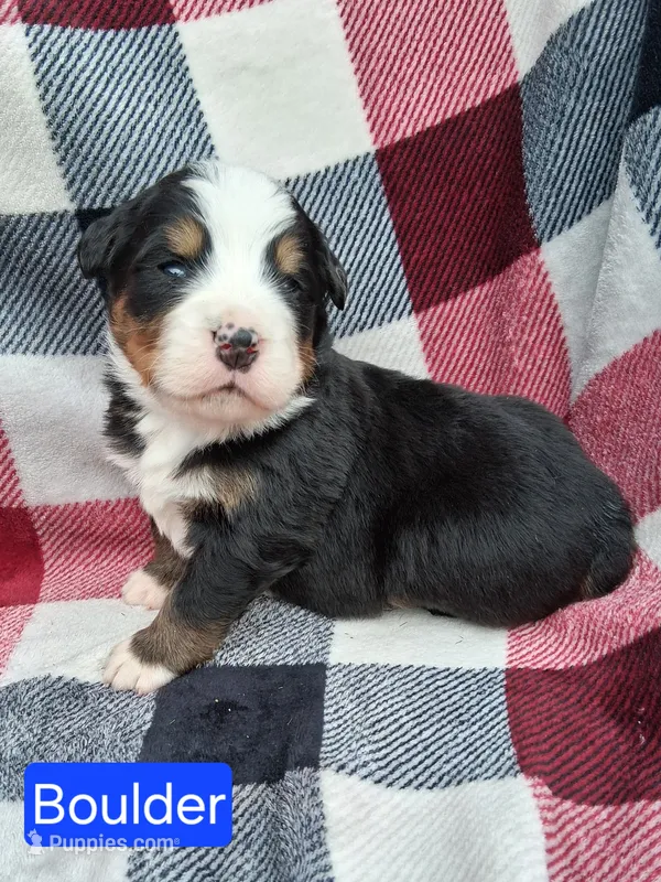 AKC Boulder – Bernese Mountain Dog puppy for sale in Stanley, WI