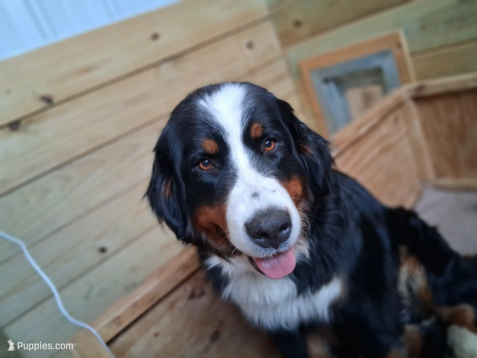 AKC Penelopy, a female Bernese Mountain Dog for sale in Stanley, WI – 5 of 6