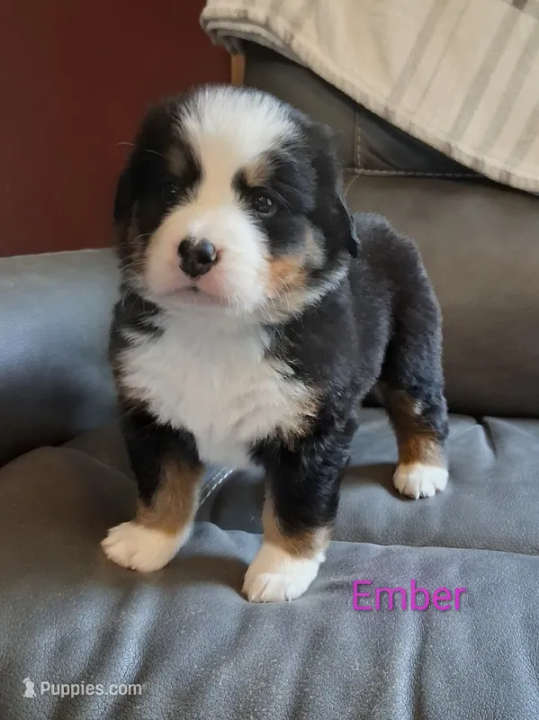 AKC Ember – Bernese Mountain Dog puppy for sale in Stanley, WI