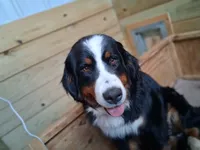 AKC Echo, a female Bernese Mountain Dog for sale in Stanley, WI – 6 of 8