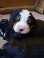AKC Big Ben, a male Bernese Mountain Dog for sale in Stanley, WI – 4 of 6