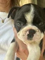 Silky Sue, a female Boston Terrier for sale in Columbia City, IN – 3 of 10