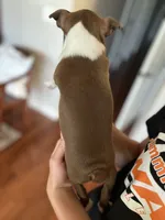Zoe, a female Boston Terrier for sale in Columbia City, IN – 5 of 7