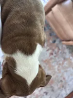 Ruby, a female Boston Terrier for sale in Columbia City, IN – 5 of 6