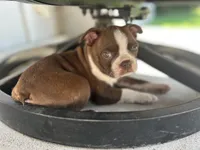 Zoe, a female Boston Terrier for sale in Columbia City, IN – 6 of 7