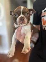 Zoe, a female Boston Terrier for sale in Columbia City, IN – 2 of 7