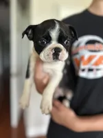 Silky Sue, a female Boston Terrier for sale in Columbia City, IN – 7 of 10