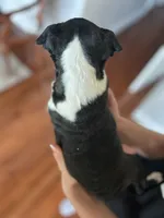Silky Sue, a female Boston Terrier for sale in Columbia City, IN – 2 of 10