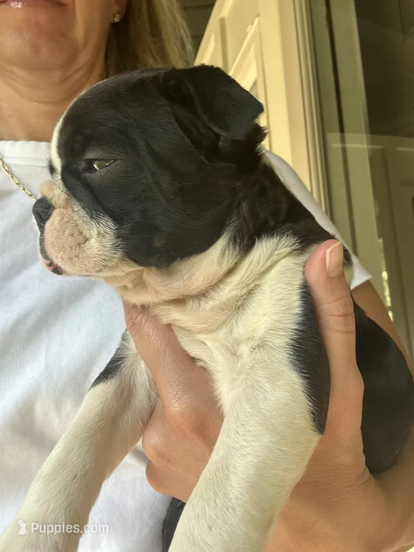 Silky Sue – Boston Terrier puppy for sale in Columbia City, IN