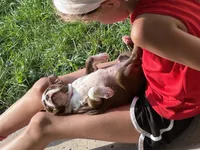 Zoe, a female Boston Terrier for sale in Columbia City, IN – 4 of 7