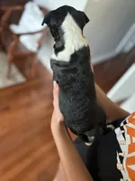 Silky Sue, a female Boston Terrier for sale in Columbia City, IN – 8 of 10