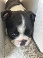 Silky Sue, a female Boston Terrier for sale in Columbia City, IN – 10 of 10