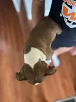 Ruby, a female Boston Terrier for sale in Columbia City, IN – 4 of 6