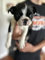 Silky Sue, a female Boston Terrier for sale in Columbia City, IN – 4 of 10