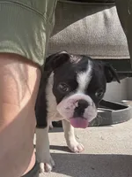 Silky Sue, a female Boston Terrier for sale in Columbia City, IN – 5 of 10